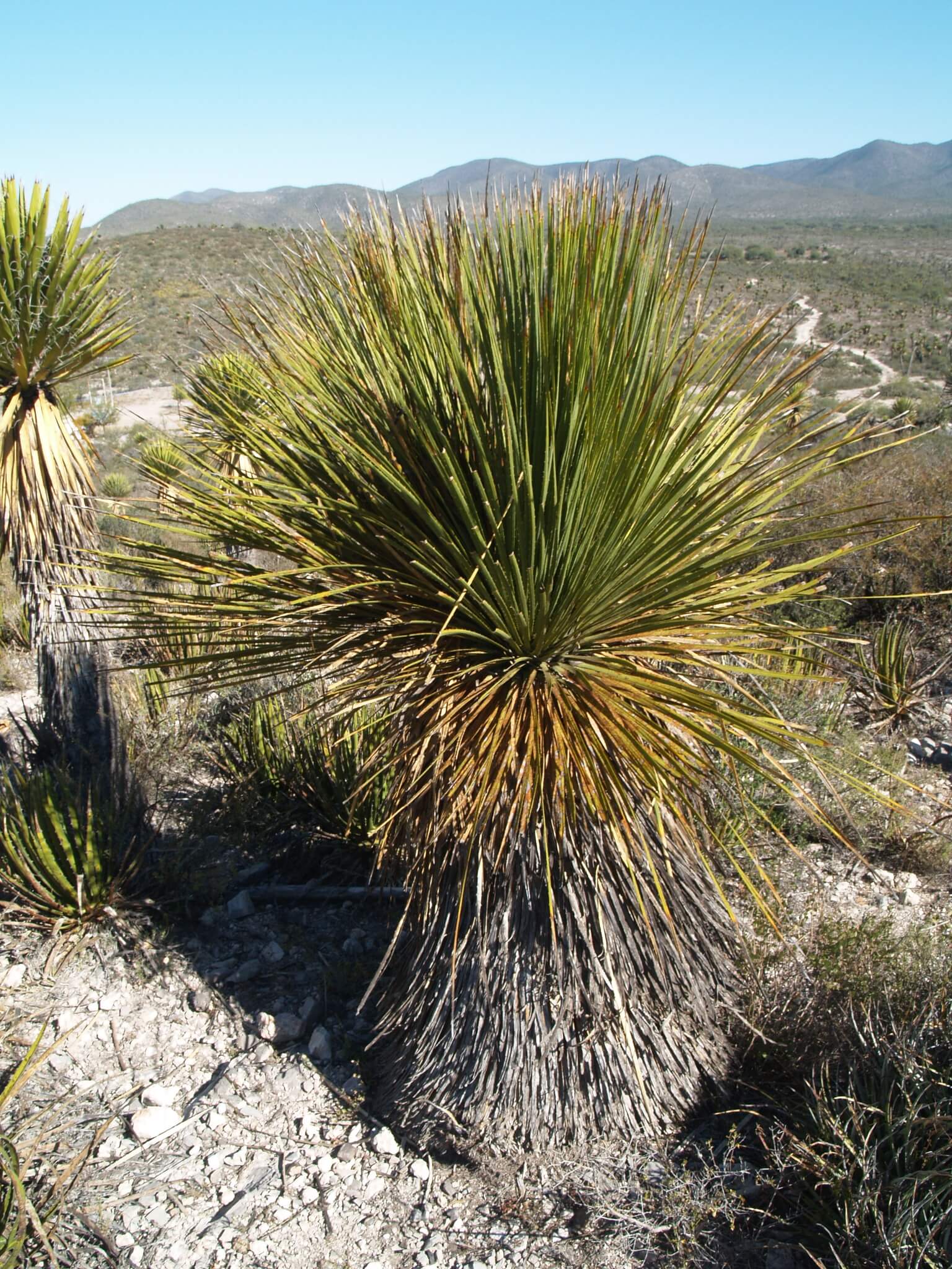 Dasylirion miquihuanense